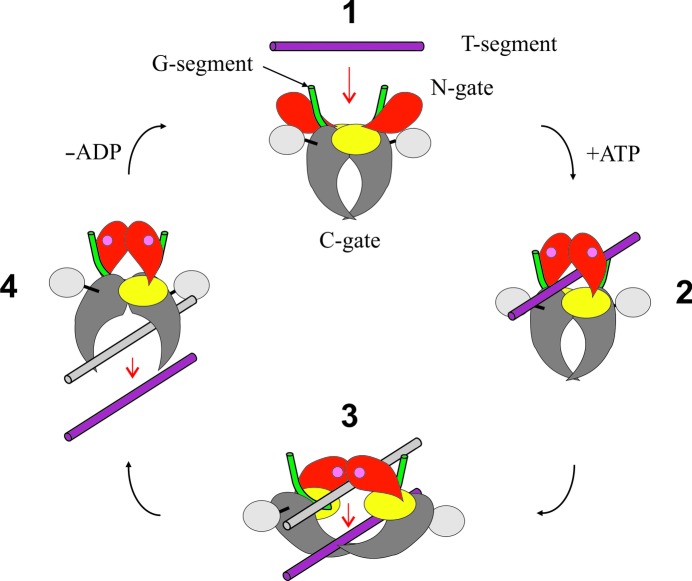 Figure 4