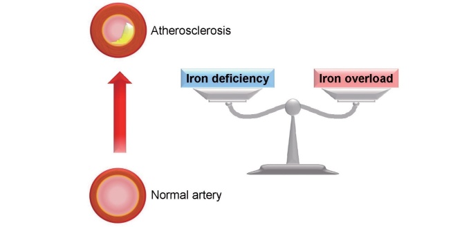 Fig.4. Crosstalk between iron and atherosclerosis