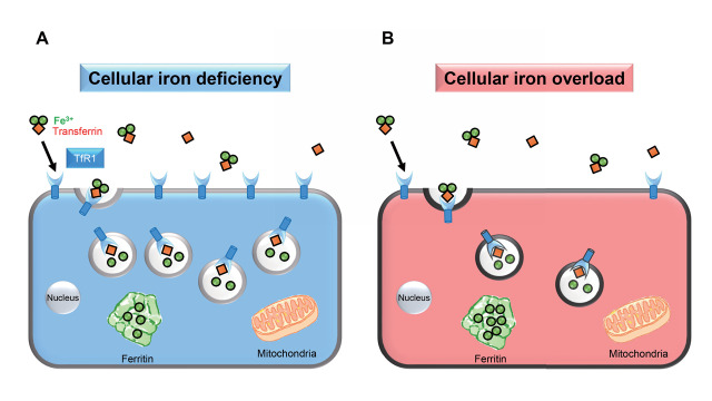 Fig.2. A cellular iron transporter, transferrin receptor 1