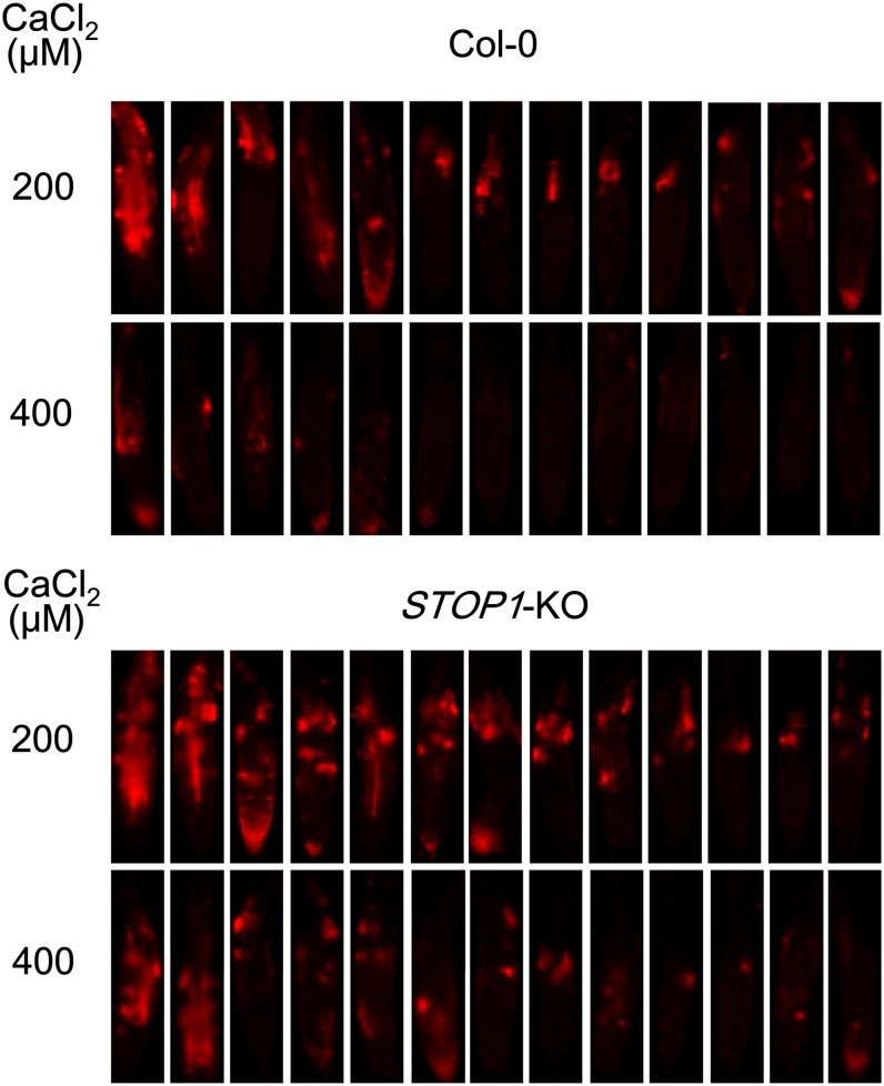 Figure 5.