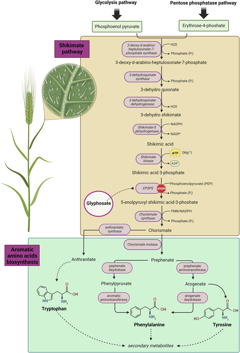 FIGURE 1