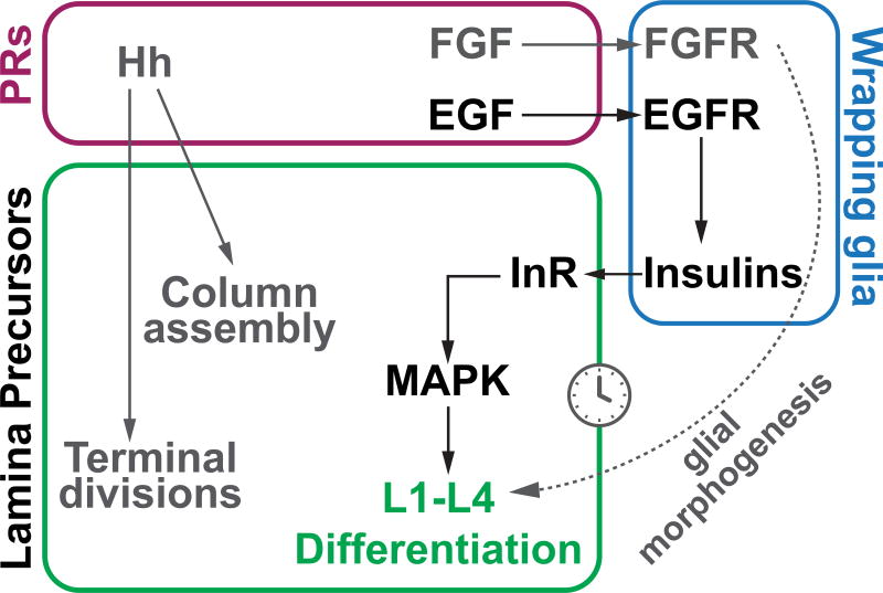 Fig. 5