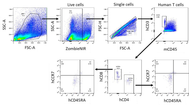 Figure 3—figure supplement 1.