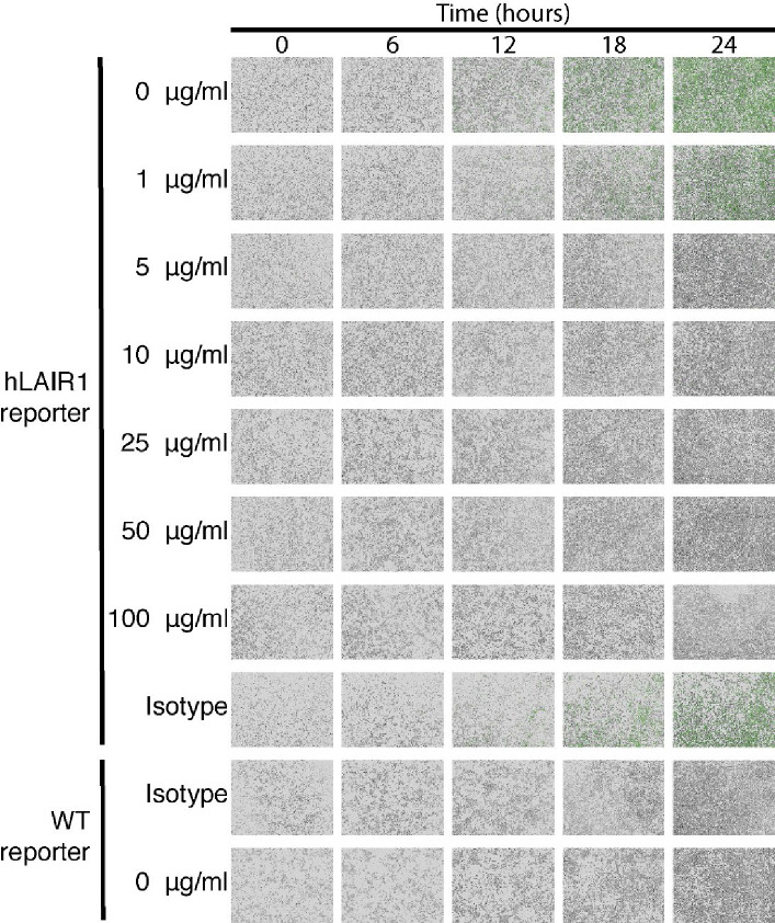 Figure 2—figure supplement 1.