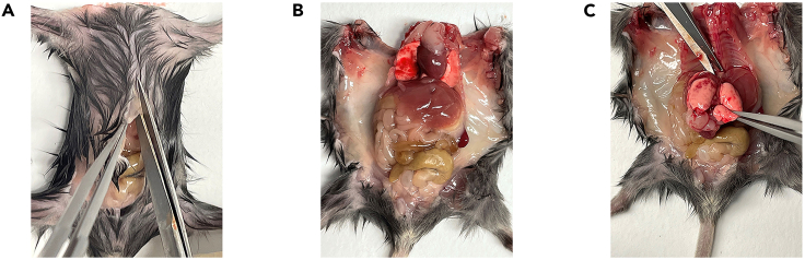 Figure 1