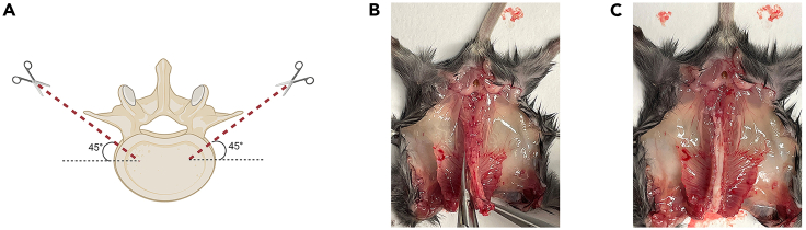 Figure 2