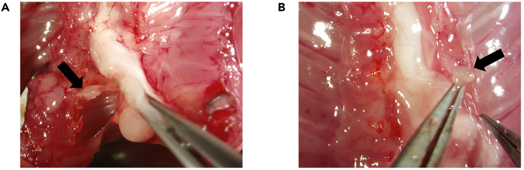 Figure 3