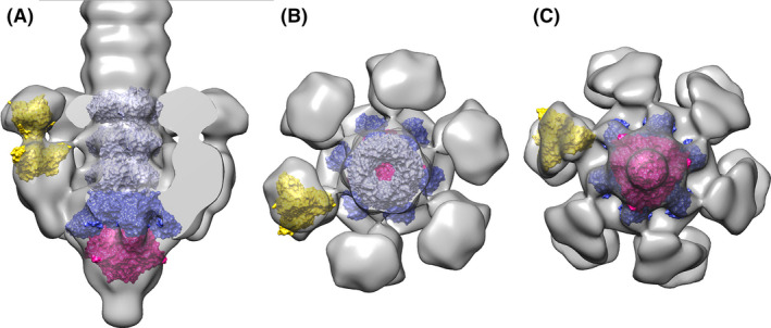 Fig. 4