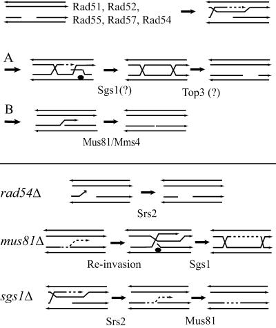 Fig 3.