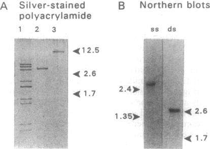 graphic file with name pnas01140-0383-a.jpg