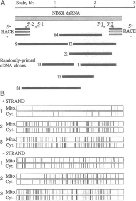 graphic file with name pnas01140-0383-c.jpg