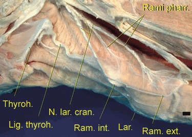 Fig. 12