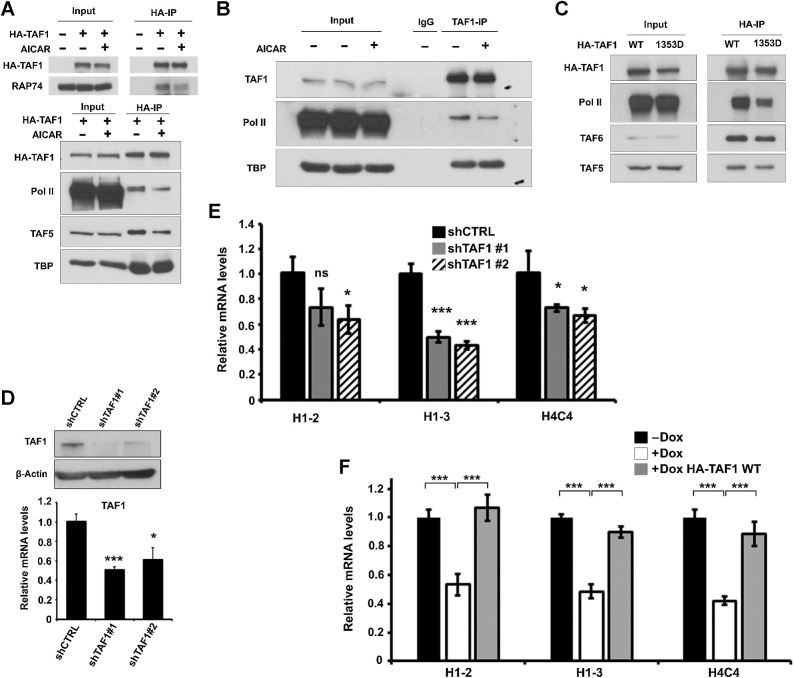 Figure 5. Phosphorylation of TAF1 at S1353 impairs its interaction with RNA polymerase II. A, HEK293T cells expressing HA-TAF1 were treated with or without AICAR (2.5 mmol/L) for 2 hours, and cell lysates subjected to IP experiments using anti-HA antibody. The input materials (10% of cell lysates) and Co-IP products were examined by Western blots using anti-HA (HA-TAF1), RAP74, RPB1 (Pol II), TAF5 and TBP antibody. B, CCRF-CEM cells were treated with or without AICAR (2.5 mmol/L) for 2 hours, and cell lysates subjected to IP experiments using anti-TAF1 or normal IgG antibody. The input (10% of cell lysates) and Co-IP products were analyzed by Western blots using anti-TAF1, anti-RPB1 (Pol II), and anti-TBP antibody. C, Cell lysates from HEK293T cells expressing HA-TAF1 (WT) or HA-TAF1 S1353D (mutant mimicking TAF1 serine 1353 phosphorylation state) were subjected to IP experiments using anti-HA antibody. The input (10% of cell lysates) and Co-IP products were examined by Western blots using anti-HA (HA-TAF1), RPB1 (Pol II), TAF5, and TAF6 antibody. D, Top, Western blot analysis of TAF1 expression in CCRF-CEM cells transfected with scramble shRNA (shCTRL) or shRNA targeting TAF1 (shTAF1#1, shTAF1#2). β-Actin was used as loading controls. Bottom, Levels of TAF1 mRNA expression in CCRF-CEM cells transfected with scramble shRNA (shCTRL) or shTAF1 (#1, #2). RT-qPCR data were normalized to GAPDH mRNA level and expressed as relative to shCTRL. E, Levels of histone H1–2, H1–3, and H4C4 gene mRNA expressions in CCRF-CEM cells transfected with scramble shRNA (shCTRL) or shTAF1 (#1, #2). RT-qPCR data were normalized to GAPDH mRNA level and expressed as relative to shCTRL. Significance was assessed using the two-tailed Student t test. F, CCRF-CEM tetracycline-inducible shTAF1 cells were transduced with lentivirus particles expressing HA-TAF1 (WT) and induced for 3 days with doxycycline (Dox) before protein and mRNA expression analysis. Levels of H1–2, H1–3 and H4C4 mRNA expression in these CCRF-CEM tet-shTAF1 cells treated ± Dox. RT-qPCR data were normalized to GAPDH mRNA level and expressed as relative to untreated Dox treated cells. Significance was assessed using an ANOVA multiple comparison test. ns, non-significant; *, P < 0.05; **, P < 0.01; ***, P < 0.001.