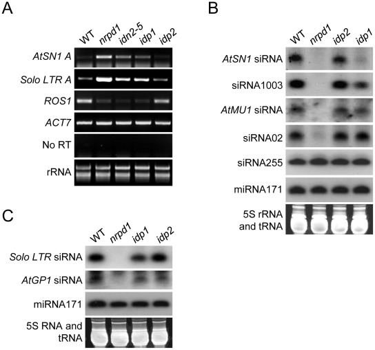 Figure 5