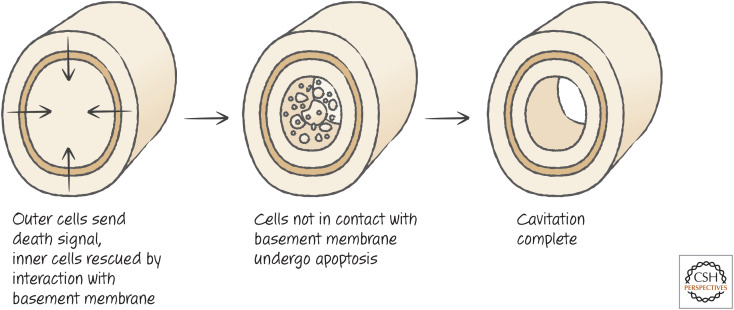 Figure 11.