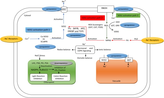 FIGURE 1