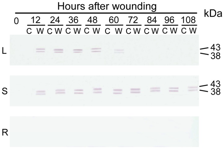 Figure 10