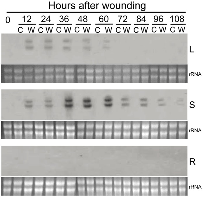 Figure 11