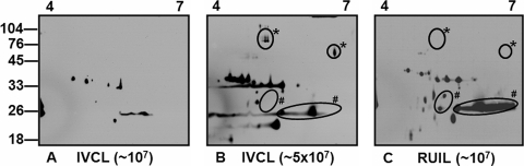 FIG. 6.