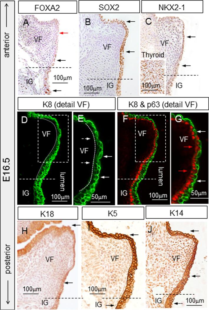 Fig. 11