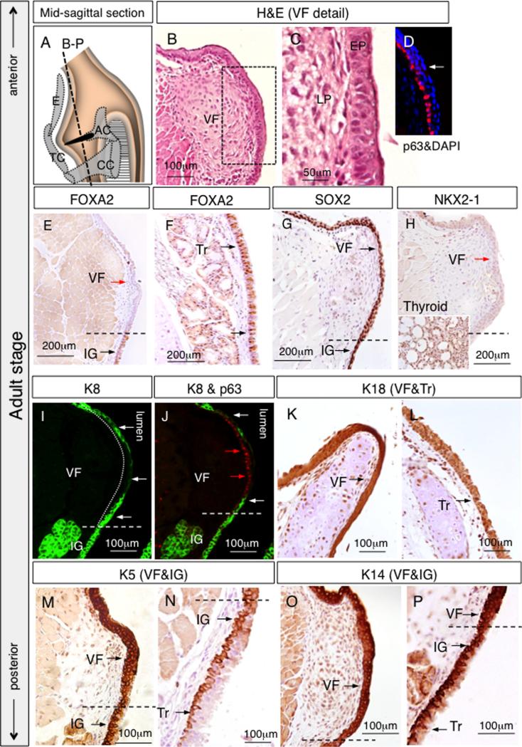 Fig. 13