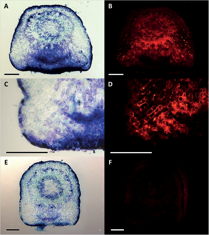 Fig. 8.