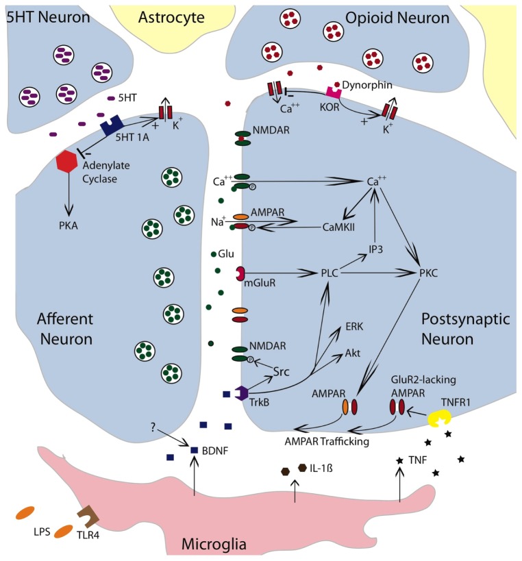 FIGURE 4