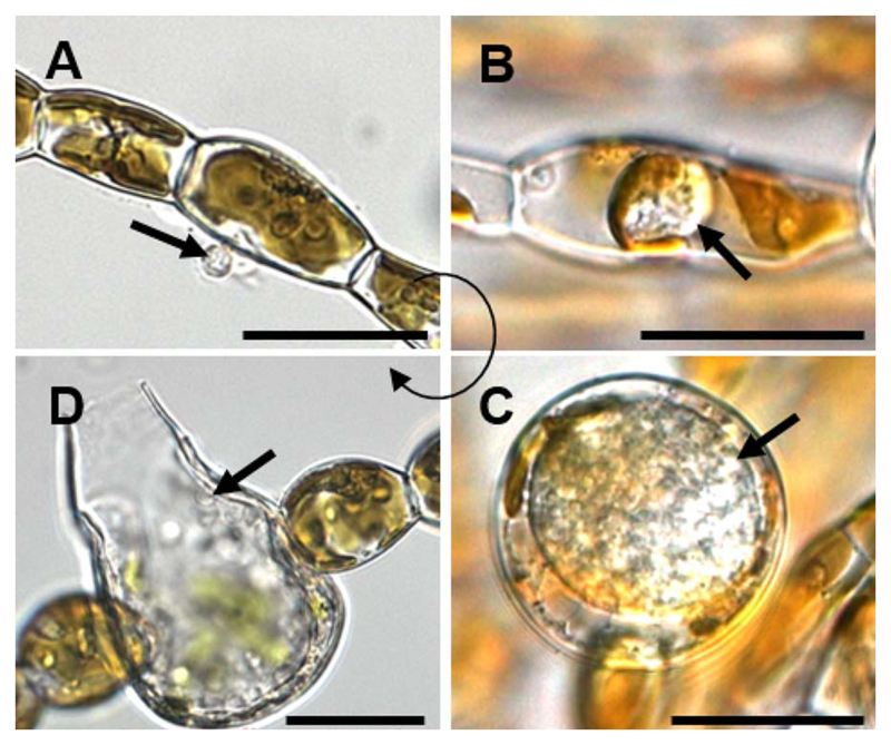 Fig. 8