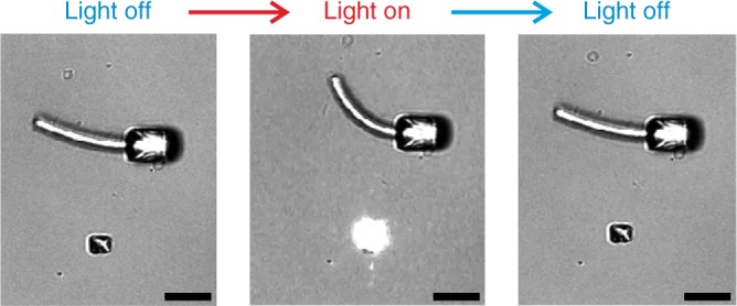 Fig. 6