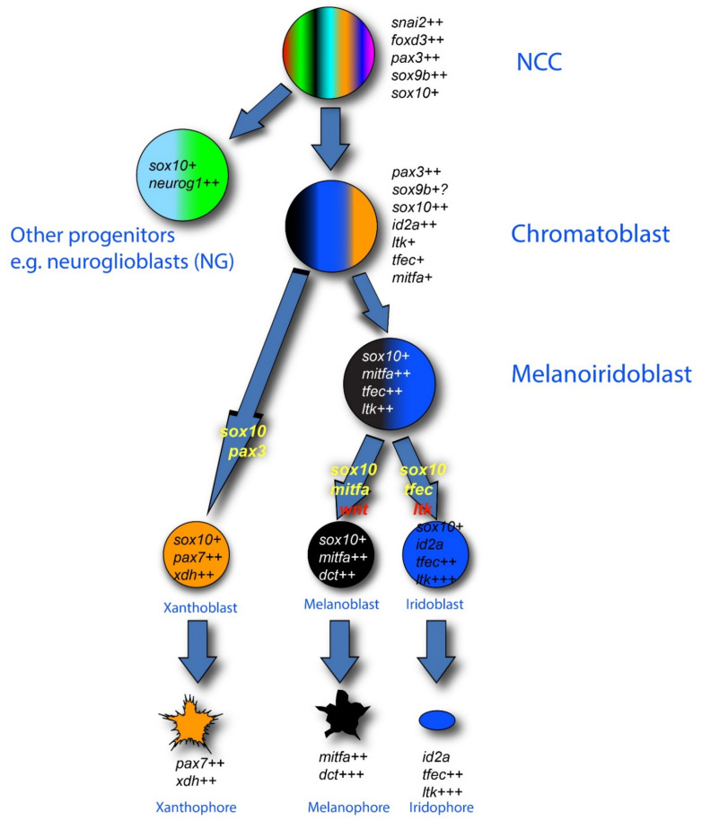 Figure 2