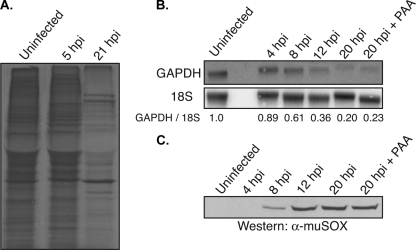 FIG. 1.