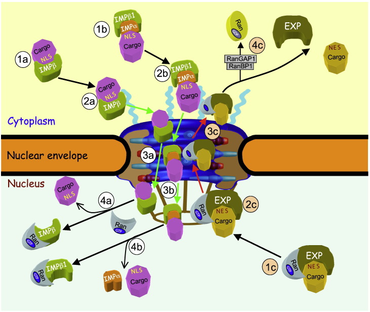 Fig. 2