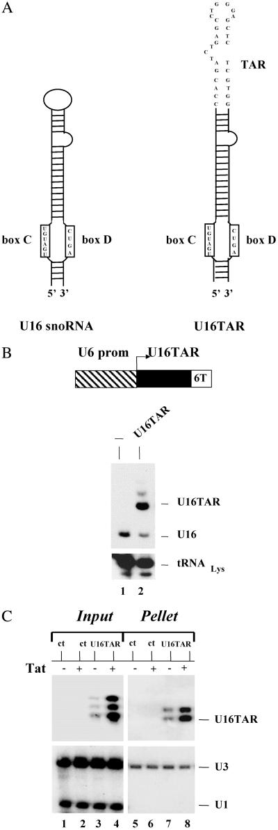 Fig 1.