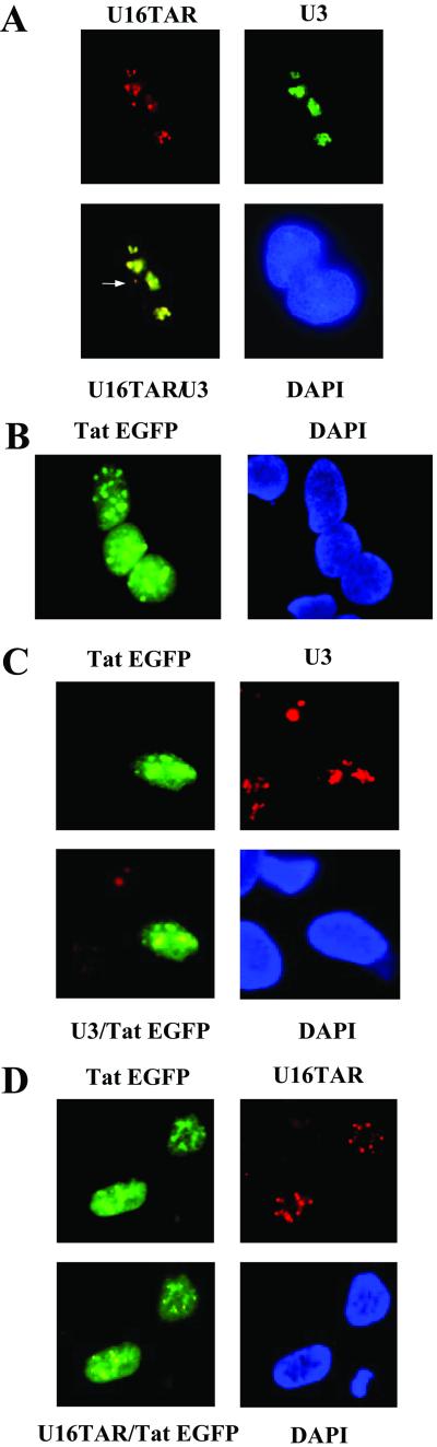 Fig 2.