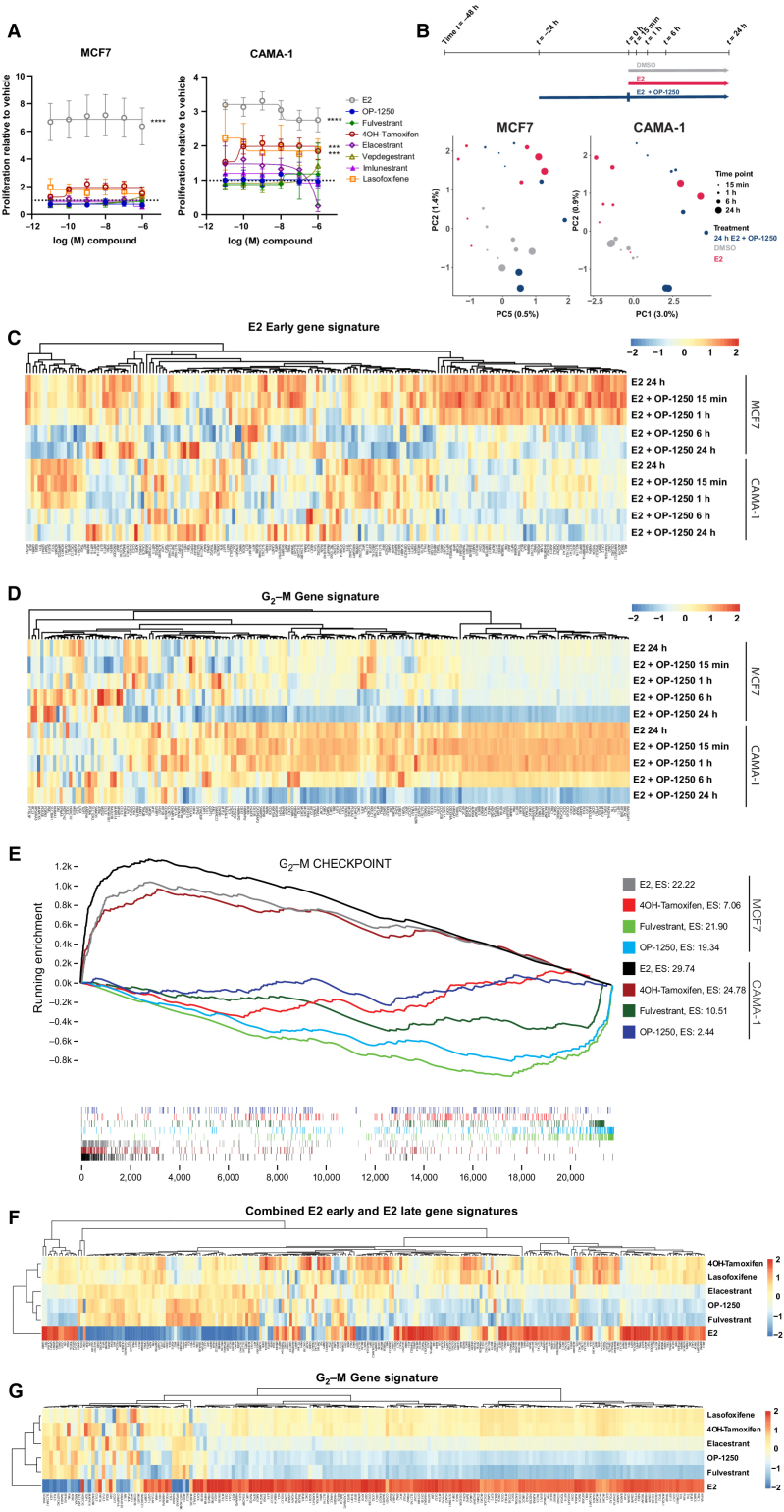 Figure 2. OP-1250 effectively blocks estrogen-induced transcriptional activity and lacks agonist activity on breast cancer cells in the absence of estrogen. A, Cellular proliferation assay of MCF7 and CAMA-1 cells treated over 7 days with listed compounds in the absence of E2 supplementation. Proliferation is assessed by CyQUANT reagent and normalized to DMSO vehicle, the value of which is indicated by the horizontal dotted line. Data is represented as mean and SD of at least three independent experiments. ****, Padjusted value < 0.0001 and ***, Padjusted value < 0.001. B, Schematic of PRO-seq treatment strategy and sample collection timepoints for MCF7 and CAMA-1 cells (above) and principal component analysis of DMSO, E2, and E2 + OP-1250 treatments (below), with timepoint indicated by circle size and treatment indicated by color. C and D, Heat maps of genes associated with E2 early gene signature or G2–M gene signature in 24 hours E2 and E2 + OP-1250 PRO-seq samples, with red indicating high expression relative to vehicle and blue indicating low expression relative to vehicle. E, Gene set enrichment analysis of G2–M checkpoint gene set at 24 hours PRO-seq timepoint with genes ranked from high to low expression relative to vehicle (x-axis) and plotted lines tracking running enrichment (y-axis). Ticks below graph represent individual genes. Upward peak toward left side of graph indicates enrichment in activation of gene expression while a downward peak toward right side of graph indicates enrichment in reduction of gene expression. F and G, Heat maps of annotated estrogen response and G2–M gene signatures in CAMA-1 mRNA-seq data. Cells were treated in triplicate with 100 pmol/L E2 or 316 nmol/L antiestrogen in estrogen-depleted media for 24 hours. Red indicates high expression relative to vehicle and blue indicates low expression.