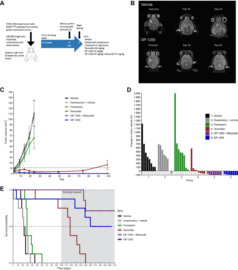 Figure 6. OP-1250 shrinks ER+ breast cancer intracranial xenografts and prolongs animal survival. A, Schematic of intracranial xenograft experiment using ESR1Y537S ST941 PDX model. B, Representative intracranial MRIs from ST941-implanted vehicle and OP-1250-treated mice at indicated timepoints. Arrow indicates implantation site. C, Mean and SEM intracranial tumor volume over time with listed treatments as assessed by MRI in ST941 intracranial xenograft model. D, Percent change in intracranial tumor volume of individual animals in listed treatment groups at day 101 or last recorded timepoint of ST941 intracranial xenograft study, normalized to day 1 tumor volume. E, Kaplan–Meier graphs of animal survival over time in listed treatment groups of mice implanted intracranially with the ST941 PDX model. Dosing was ceased on day 100 of study, as indicated by the shaded area.