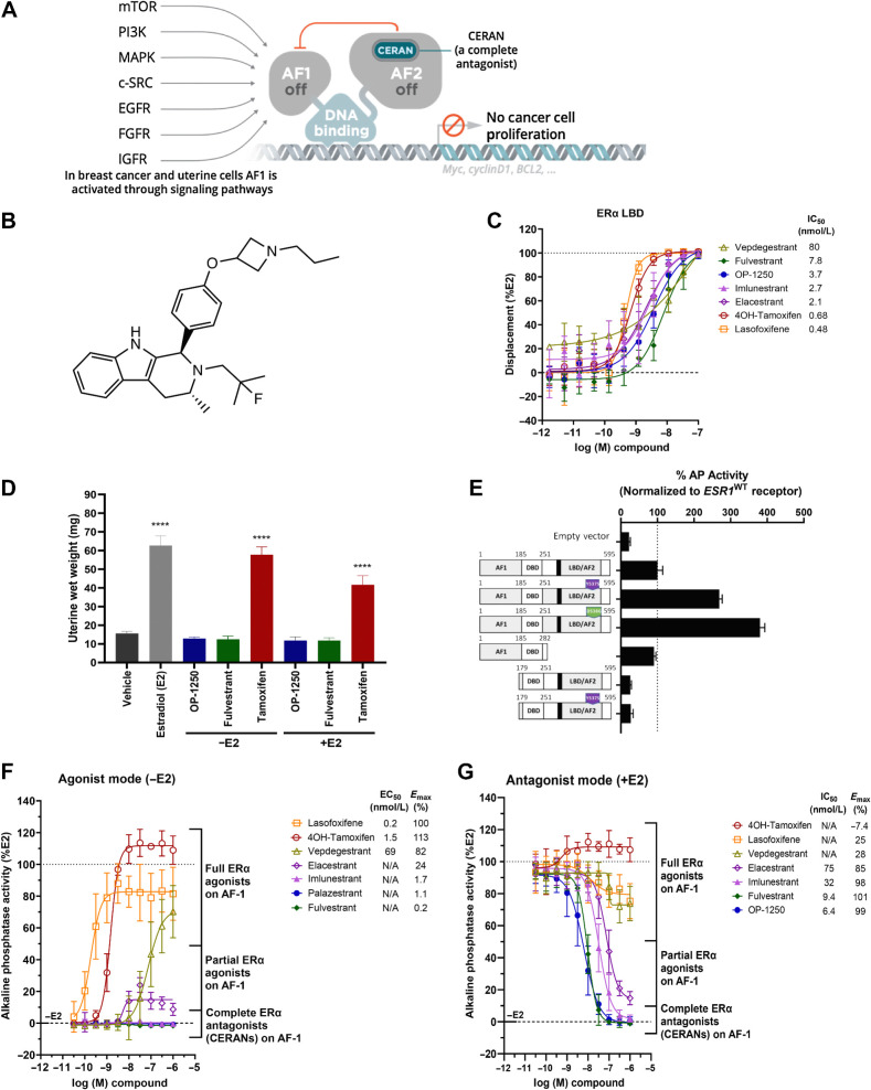 Figure 1. OP-1250 is a complete ER antagonist that completely blocks ER activity. A, Schematic of mechanism of CERAN activity; CERANs bind and inactivate the AF2 domain and additionally induce inactivation of the AF1 domain. B, Chemical structure of OP-1250. C, LanthaScreen competitive binding assay using wild-type ERα LBD comparing OP-1250 and other approved and in-trial comparator molecules. Data are normalized to DMSO vehicle and 10 μmol/L E2-treated wells (100% displacement) and represented as mean and SD of at least three independent experiments. D, UWW assay comparing OP-1250 against fulvestrant and tamoxifen in the presence and absence of E2 supplementation. Mean and SEM from 6 mice per treatment group are plotted with asterisks indicating significance relative to vehicle by one-way analysis of variance. ****, Padjusted value < 0.0001. E, Basal AP activity in Ishikawa cells following transient transfection with vectors encoding ESR1WT, ESR1Y537S, ESR1D538G, AF2 truncated ESR1, AF1 truncated ESR1, and AF1 truncated ESR1Y537S. Data represent activity in estrogen-depleted media. Data are normalized to wild-type receptor and presented as mean and SD of a representative of at least three independent experiments. F, Basal AP activity of Ishikawa cells in estrogen-depleted media following incubation for 72 hours with ERα ligands. Data are normalized to 500 pmol/L E2- and vehicle-treated wells and represented as mean and SD of at least three independent experiments. G, AP activity of Ishikawa cells in estrogen-depleted media following incubation for 72 hours with ER ligands and 500 pmol/L E2. Data are normalized to 500 pmol/L E2 and vehicle-treated wells and represented as mean and SD of at least three independent experiments. N/A = not applicable; WT = wild-type.