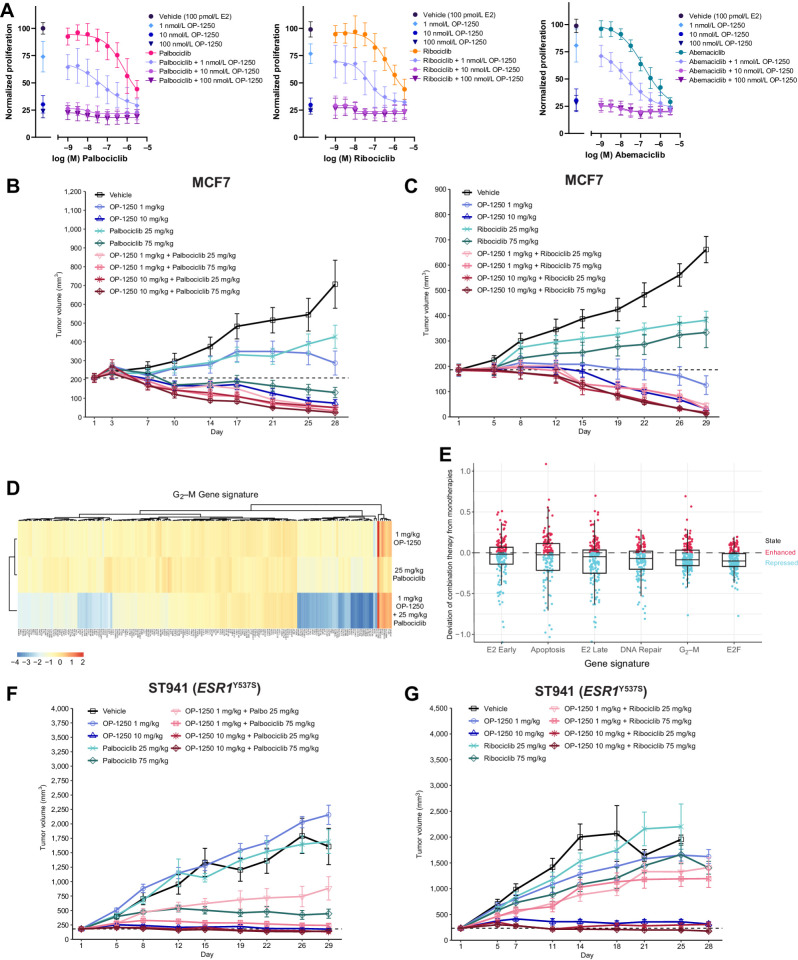 Figure 5. Addition of OP-1250 improves efficacy of CDK4/6 inhibitors in vitro and in vivo. A, Cellular proliferation assessed by CyQUANT reagent of MCF7 cells treated for 7 days with the CDK4/6 inhibitors palbociclib, ribociclib, or abemaciclib alone or in combination with OP-1250. Dose of indicated CDK4/6 inhibitor is shown on the x-axis, with samples not treated with CDK4/6 inhibitor shown to the left of the axis break. Proliferation is normalized to 100 pmol/L E2 vehicle and shown as mean and SD across three experiments. B and C, Mean and SEM tumor volume over time with monotherapy and combination treatments in the MCF7 breast cancer model, with dotted line representing tumor stasis. D, Heat map showing expression of genes associated with the G2–M gene signature of n = 4 MCF7 xenograft tumors from OP-1250 and palbociclib low dose monotherapy and combination therapy groups. Red corresponds to high expression relative to vehicle and blue corresponds to low expression. E, Differential gene expression comparison between combination therapy and monotherapy MCF7 xenograft samples in hallmark gene sets. Each datapoint represents a gene in the listed gene signature. Vertical axis depicts a datapoint's distance to the y = x diagonal, where 0 represents no change from expected result based on monotherapy values. F and G, Mean and SEM tumor volume over dosing interval with monotherapy and combination treatments in the ESR1Y537S ST941 PDX model, with dotted line representing tumor stasis.