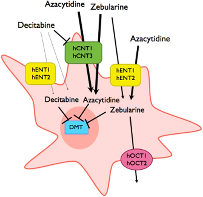 Figure 7