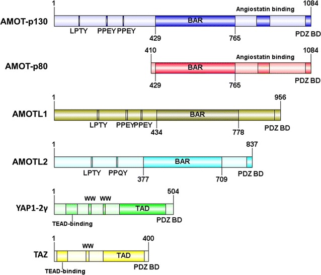 Fig. 1