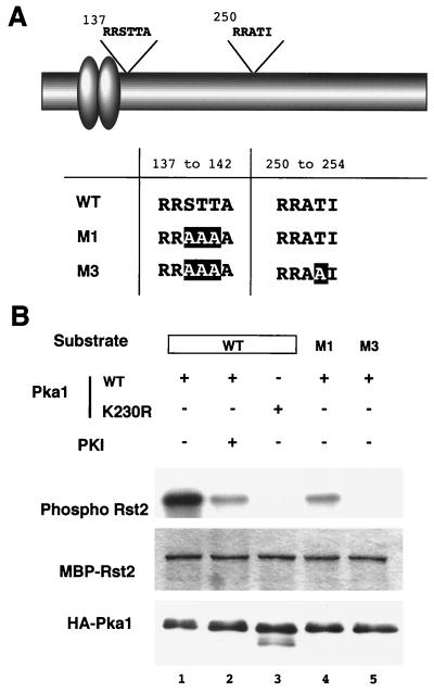 FIG. 5.