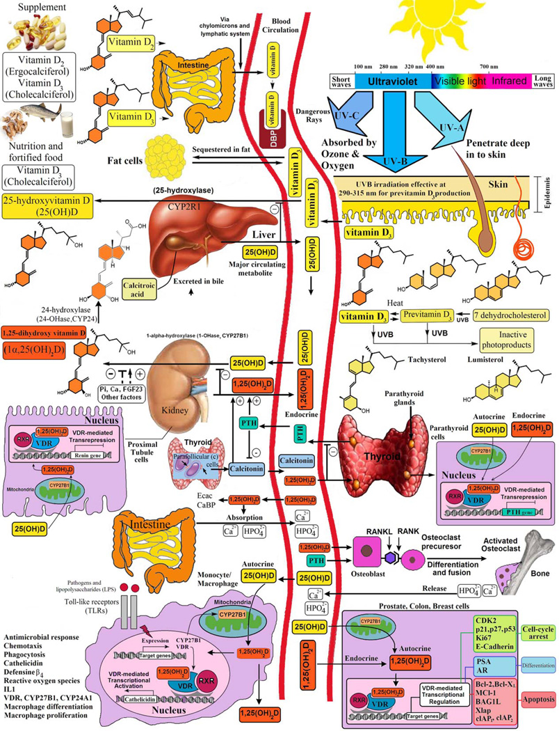 FIGURE 1