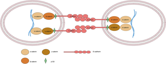 Fig. 2