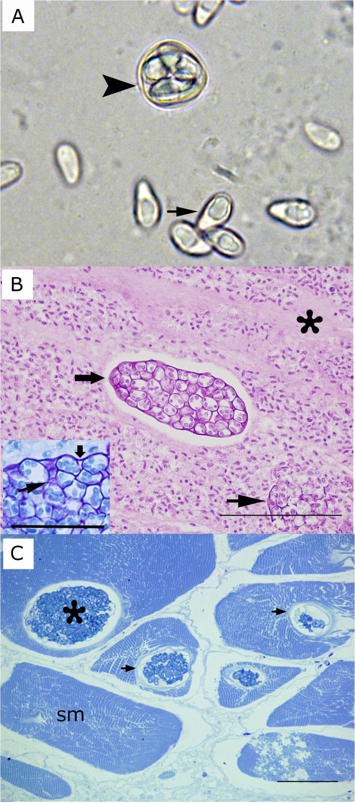 Fig 2