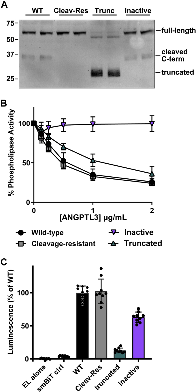 Fig. 4