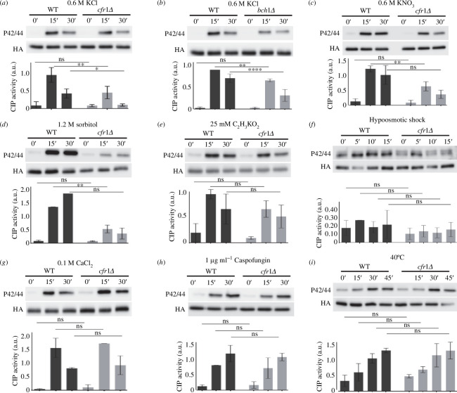 Activation of the cell integrity pathway (CIP) in response to osmotic shock is defective in exomer mutants