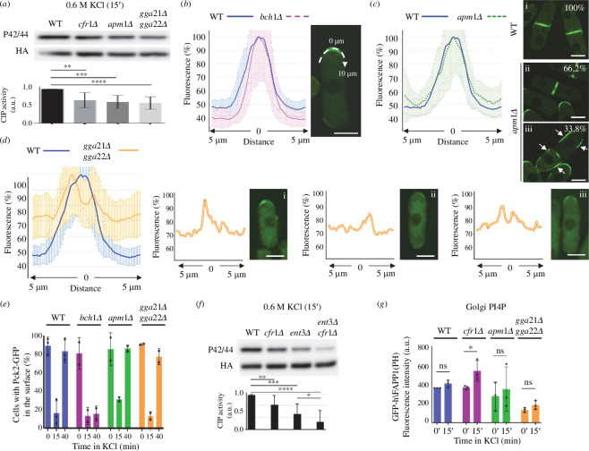 Role of Golgi clathrin adaptors in cell integrity pathway (CIP) activation, the regulation of Pck2, and phosphatidylinositol 4-phosphate (PI4P) homeostasis