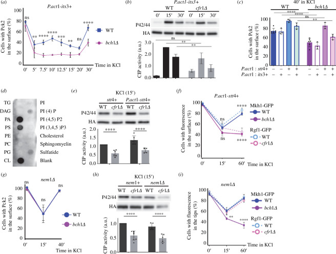 Relationship between plasma membrane lipids, Pck2 localization and cell integrity pathway (CIP) activation.