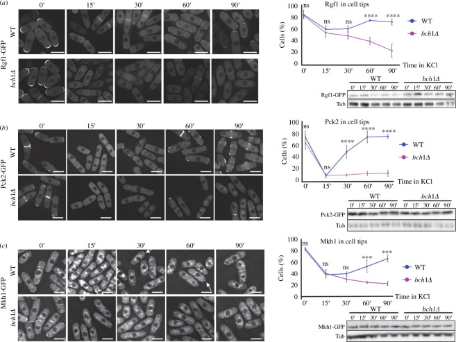 The distribution of the cell integrity pathway (CIP) regulators is altered in exomer mutants exposed to KCl