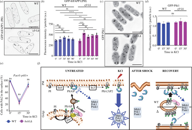 Phosphatidylinositol 4-phosphate (PI4P) homeostasis in the Golgi is altered in exomer mutants undergoing osmotic stress.